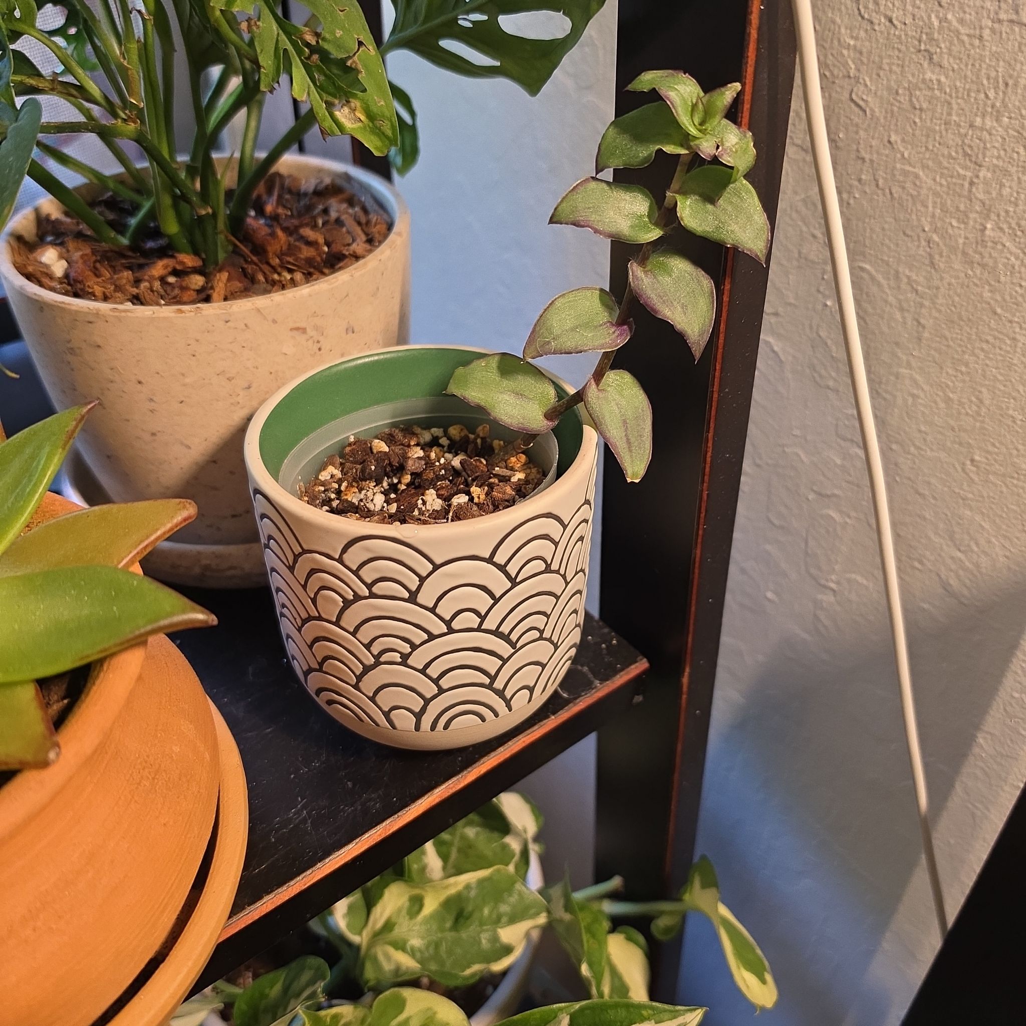 Photo of the plant species Dragon's Tail by @FashionablePuka named Puff on Greg, the plant care app