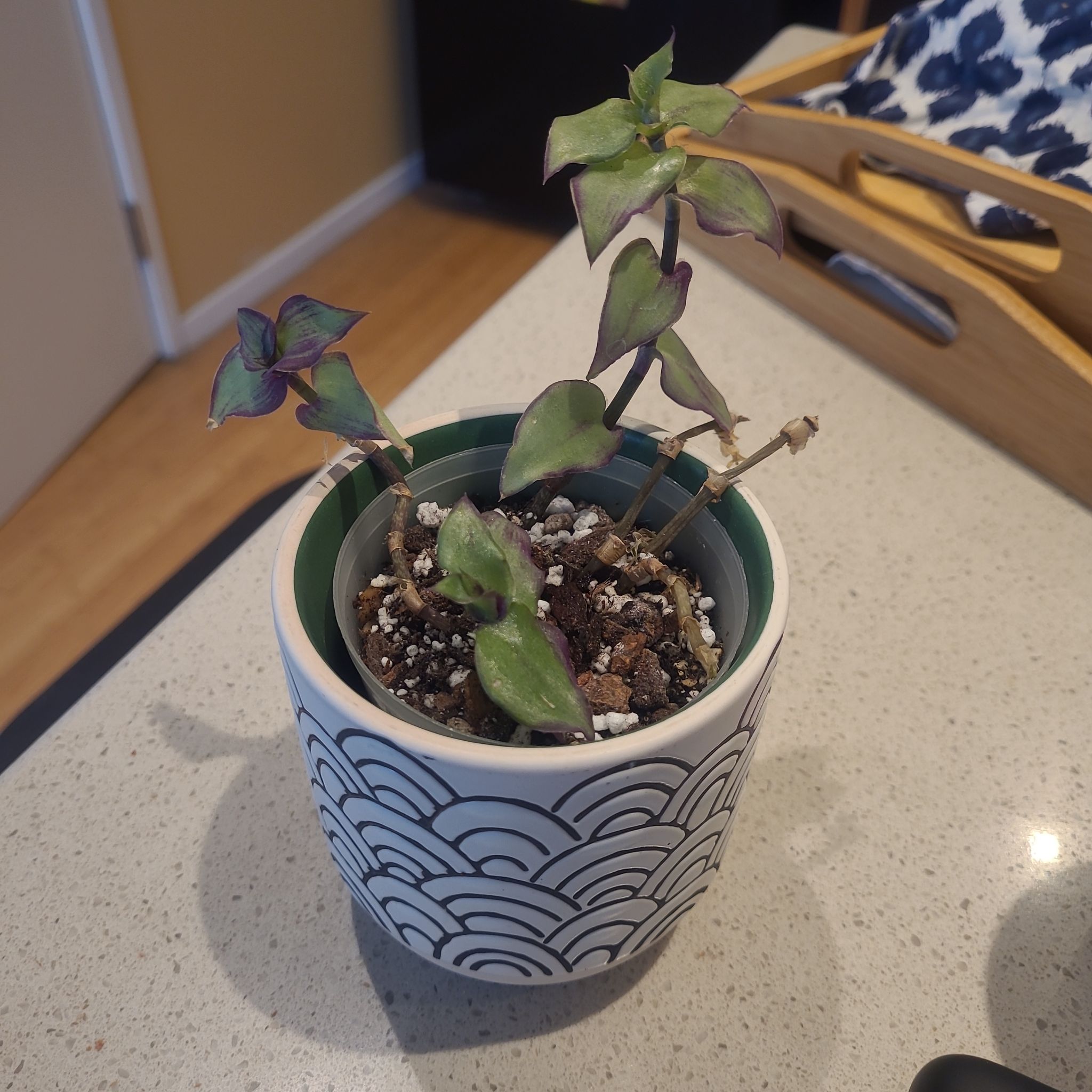 Photo of the plant species Dragon's Tail by @FashionablePuka named Puff on Greg, the plant care app
