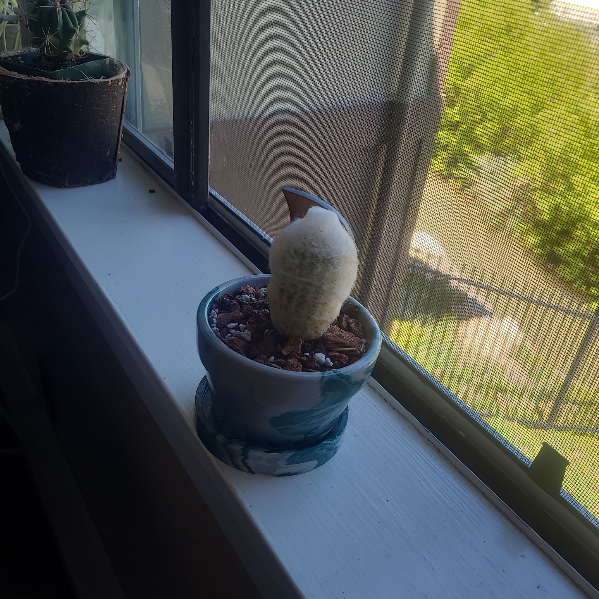 Photo of the plant species Peruvian Old Lady Cactus by @FashionablePuka named Irma on Greg, the plant care app