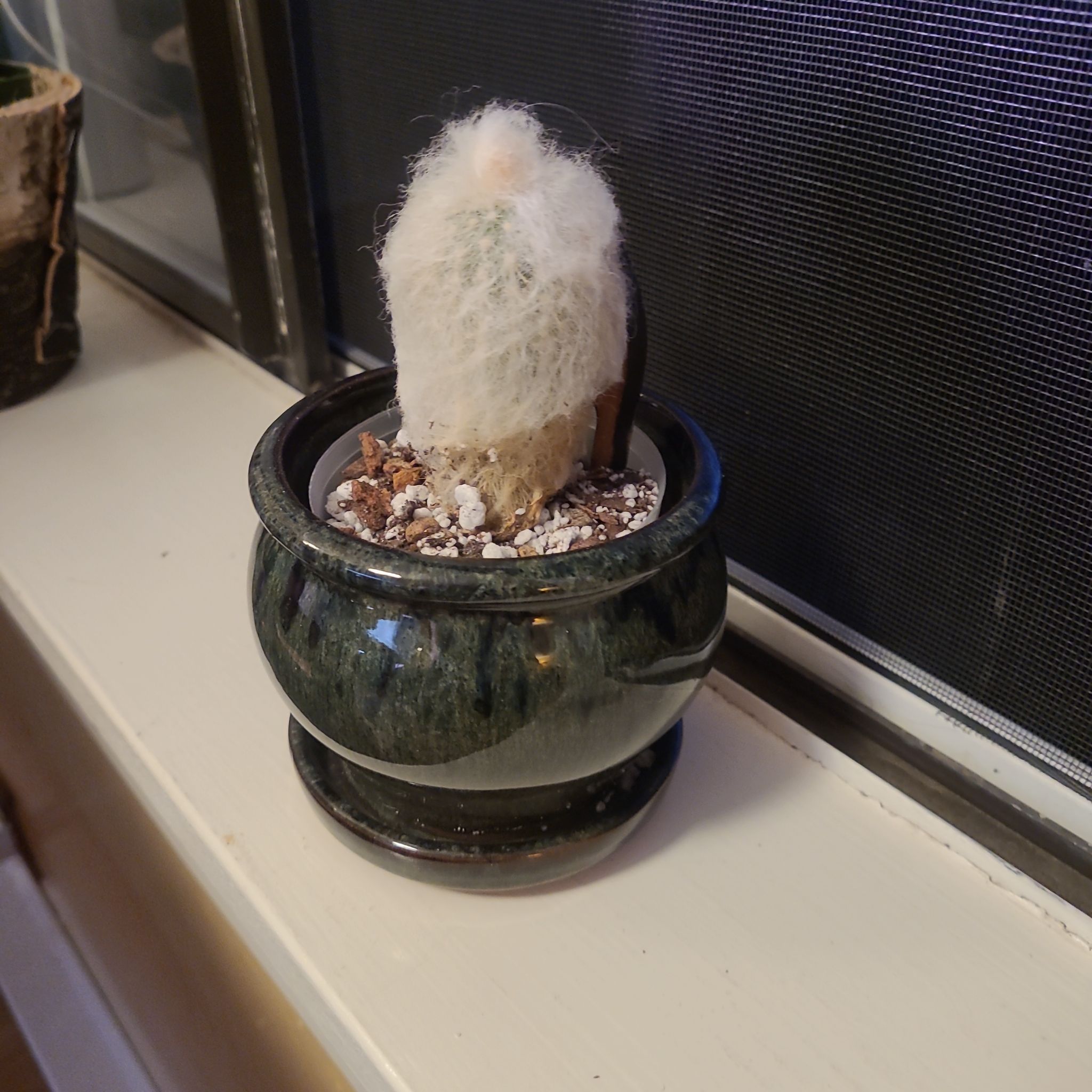 Photo of the plant species Peruvian Old Lady Cactus by @FashionablePuka named Grandpa on Greg, the plant care app