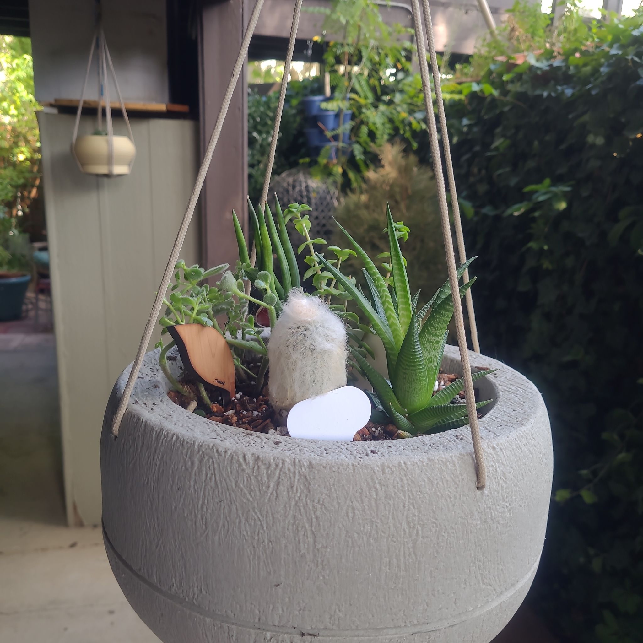 Photo of the plant species Peruvian Old Lady Cactus by @FashionablePuka named Grandpa on Greg, the plant care app