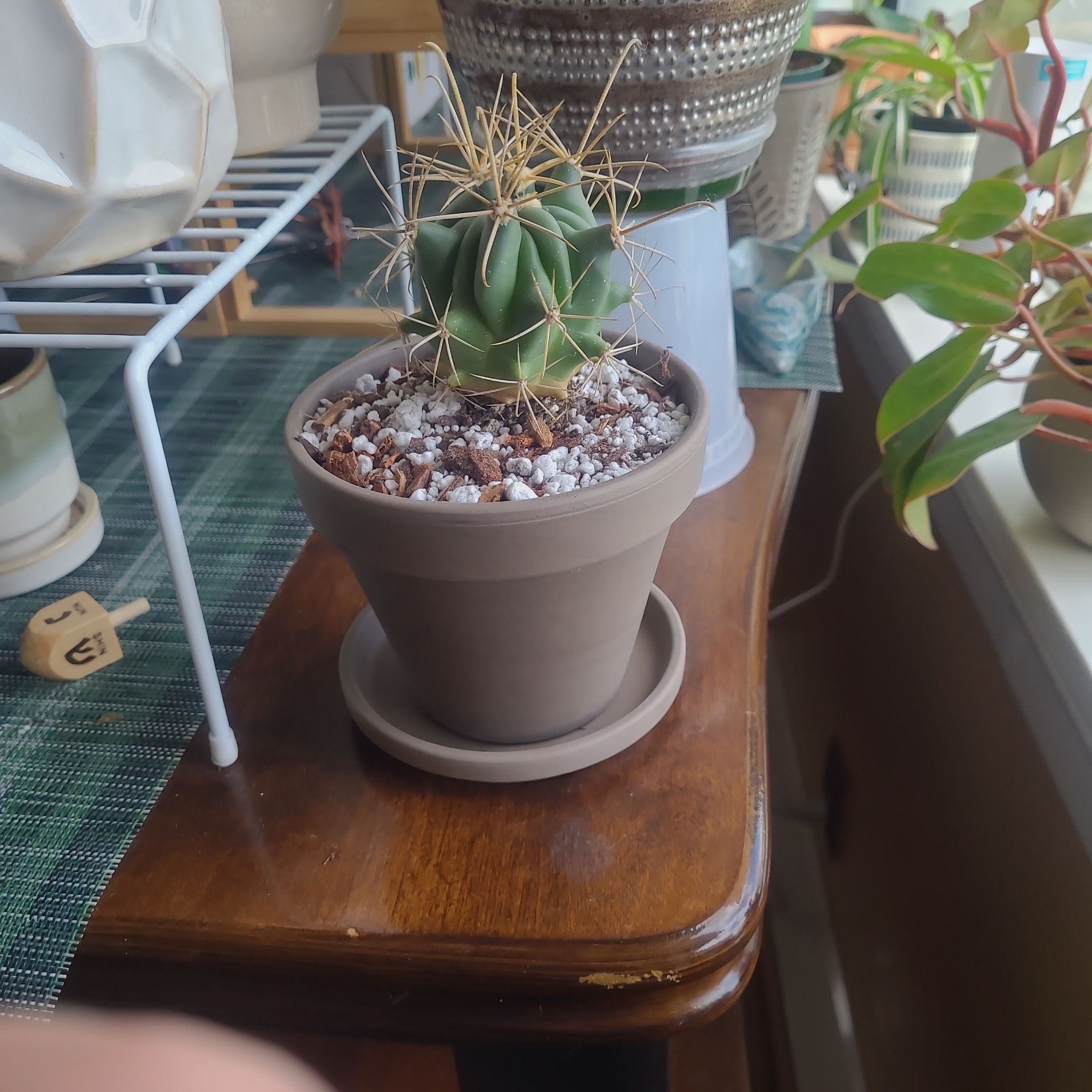 Photo of the plant species Candy barrel cactus by @FashionablePuka named Prickly on Greg, the plant care app