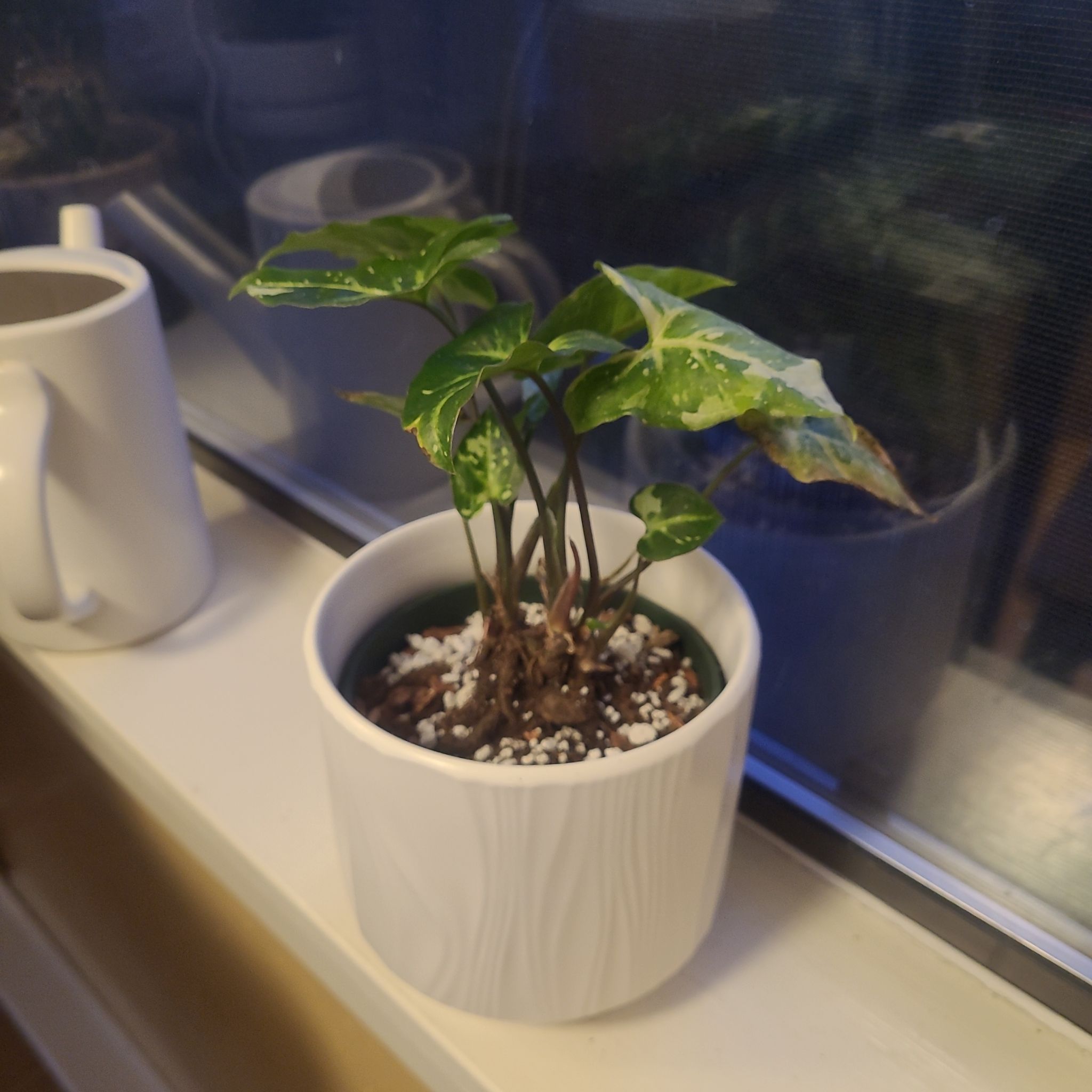 Photo of the plant species Syngonium Panda by @FashionablePuka named Panda on Greg, the plant care app