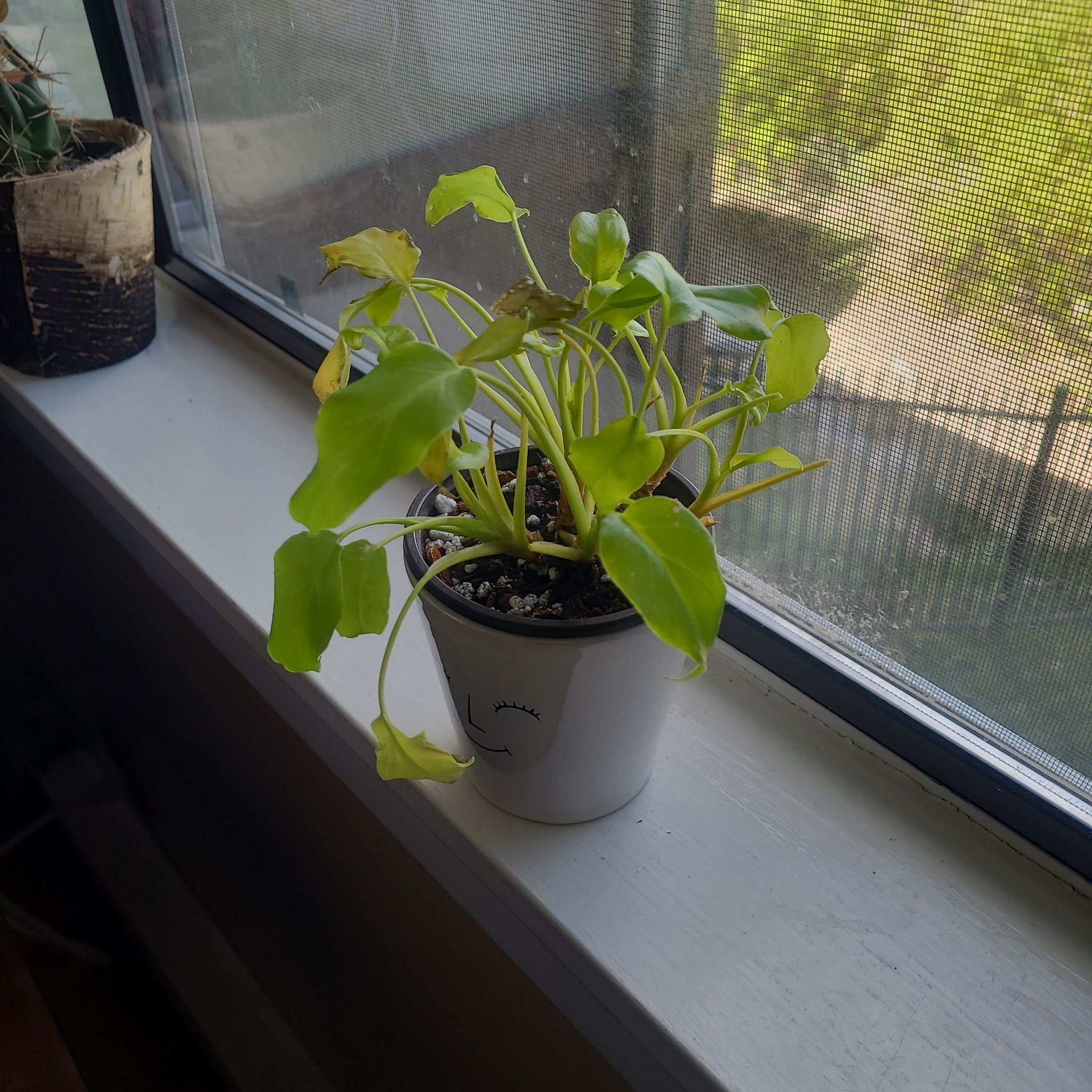 Photo of the plant species Philodendron Xanadu by @FashionablePuka named Xanadu on Greg, the plant care app