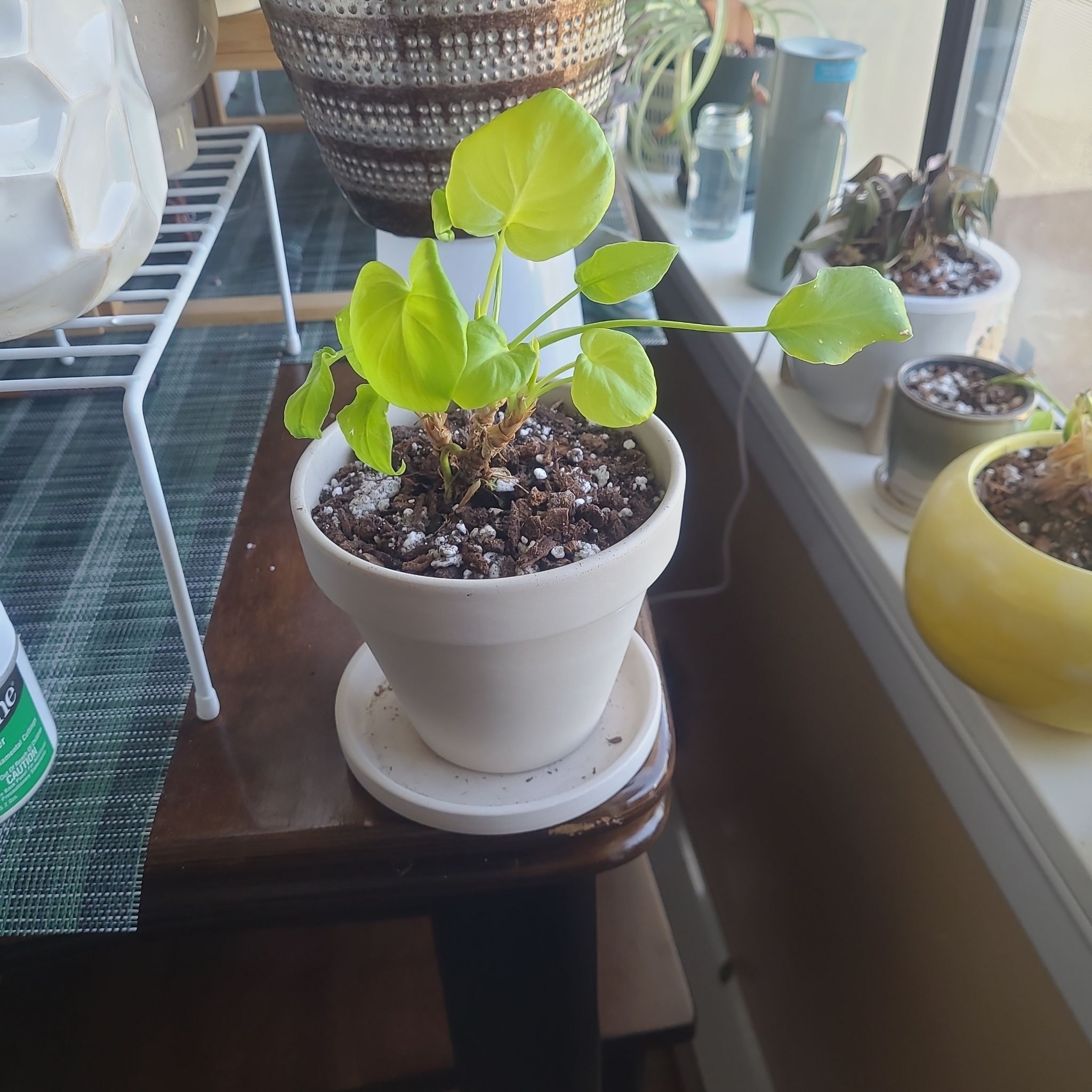 Photo of the plant species Philodendron Xanadu by @FashionablePuka named Xanadu on Greg, the plant care app