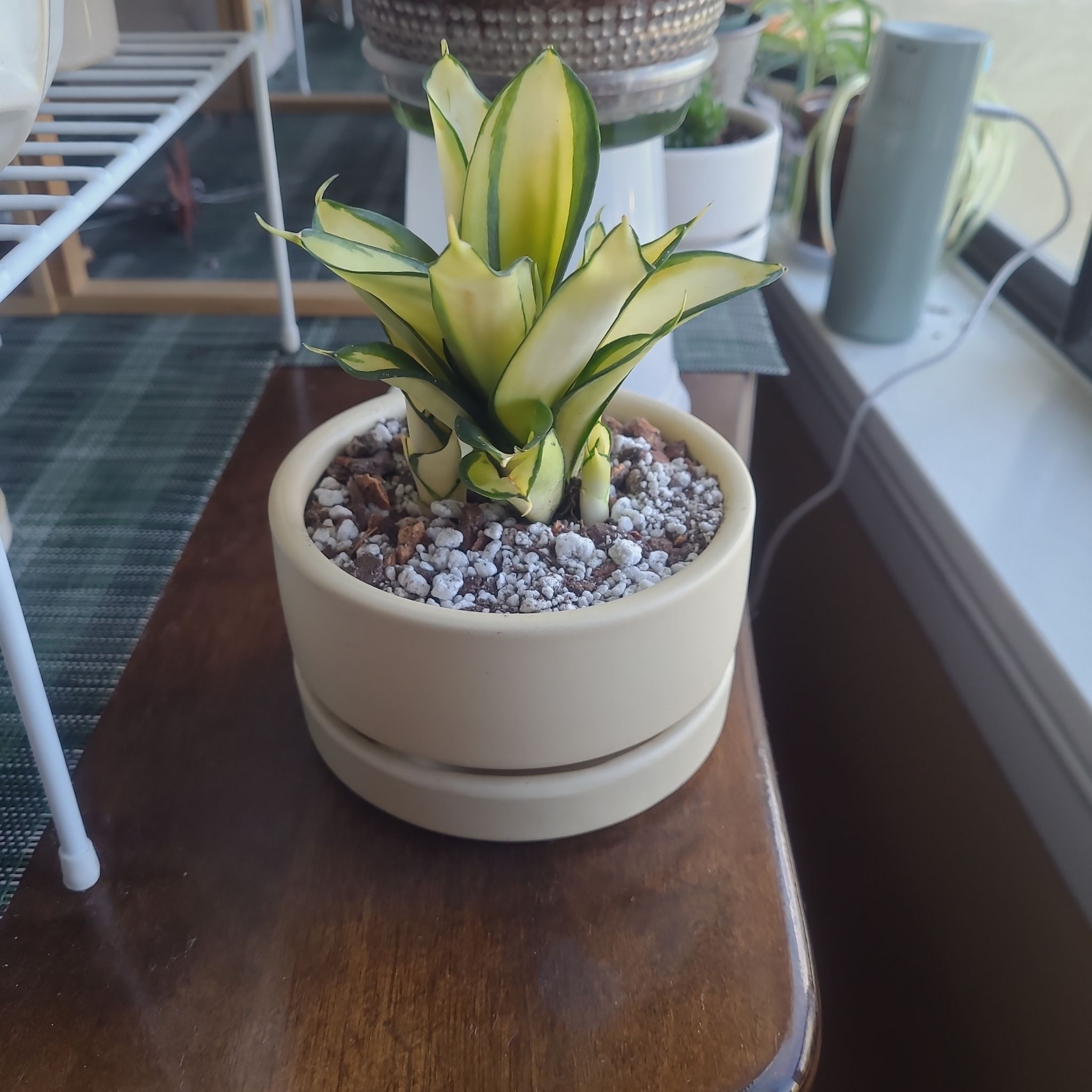 Photo of the plant species Bird's Nest Snake Plant by @FashionablePuka named Zucchini on Greg, the plant care app