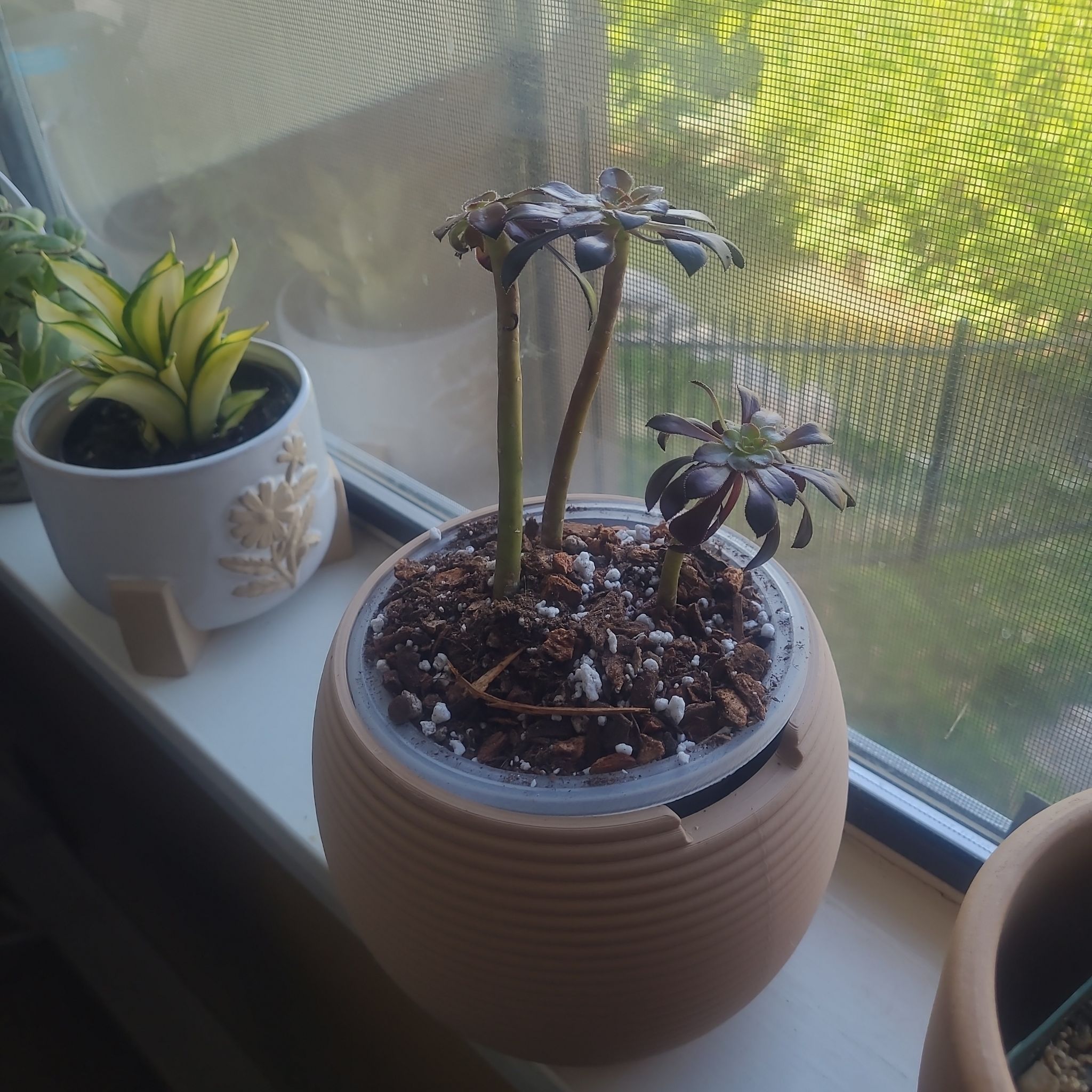Photo of the plant species Aeonium arboreum 'Zwartkop' by @FashionablePuka named Aeon on Greg, the plant care app