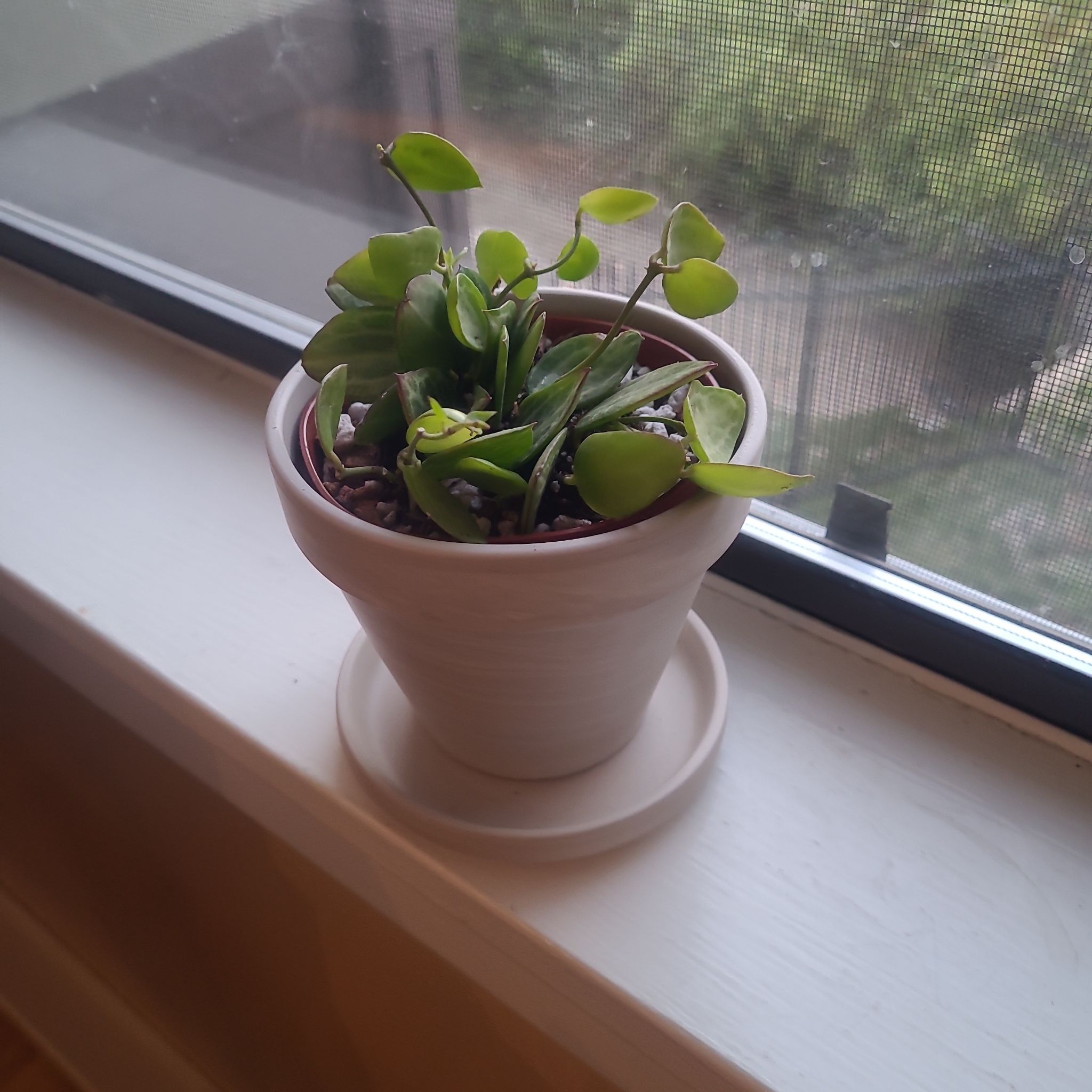 Photo of the plant species Watermelon Dischidia by @FashionablePuka named Wanda on Greg, the plant care app