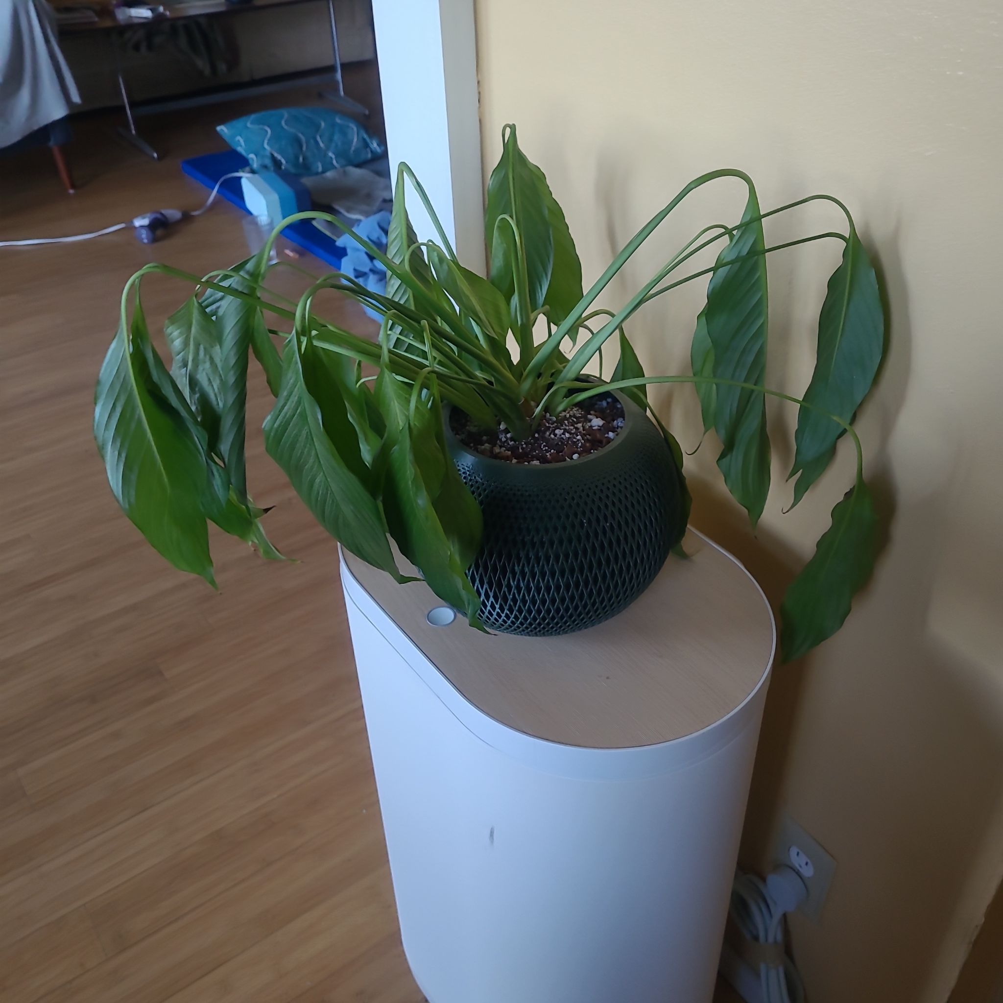 Photo of the plant species Platinum Mist Peace Lily by @FashionablePuka named Lily on Greg, the plant care app