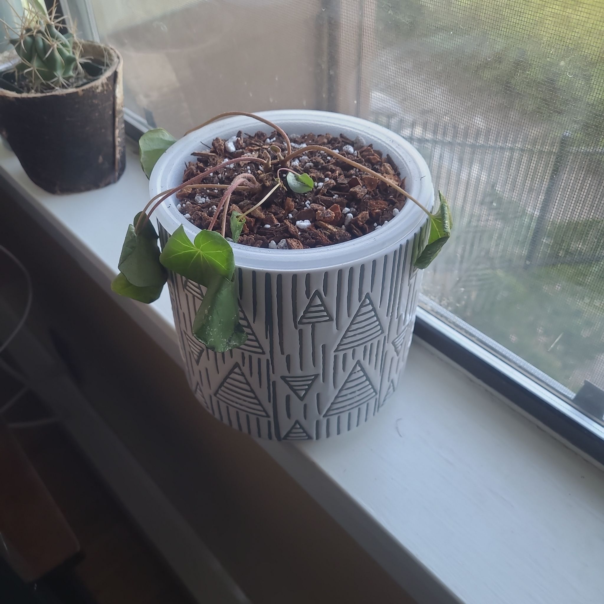 Photo of the plant species Farfugium 'Bumpy Ride' by @FashionablePuka named Frannie on Greg, the plant care app
