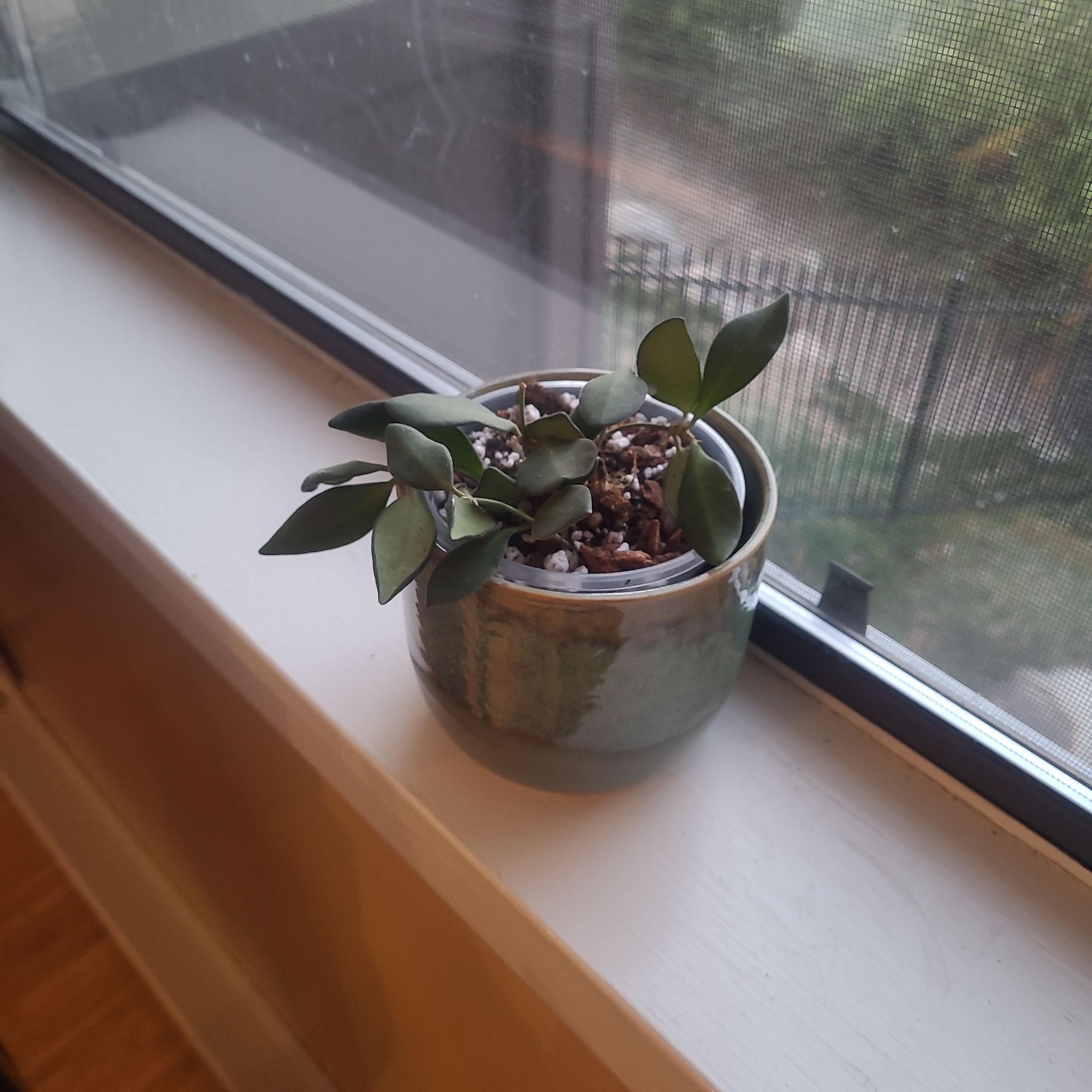 Photo of the plant species Hoya bilobata by @FashionablePuka named Bilbo on Greg, the plant care app