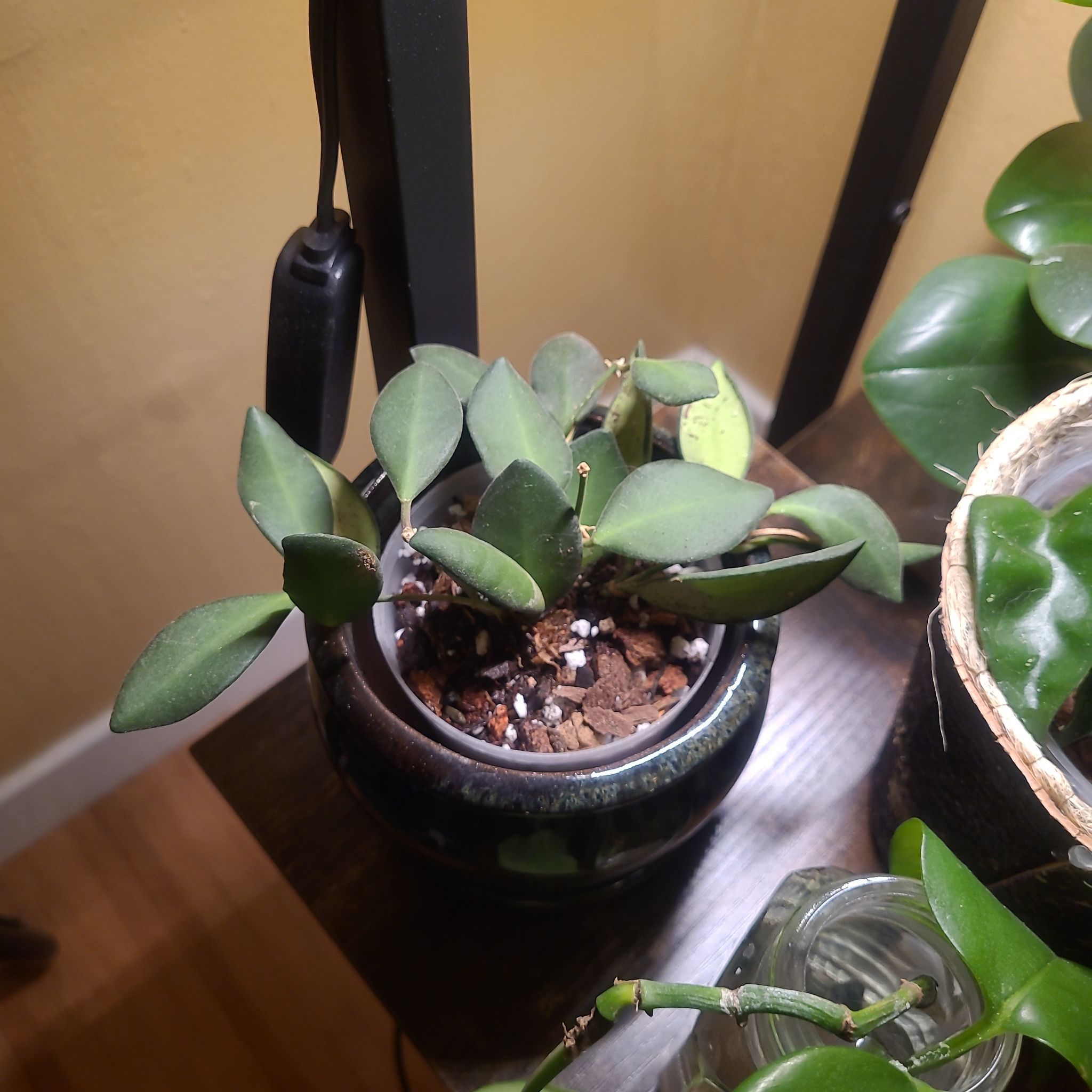 Photo of the plant species Hoya bilobata by @FashionablePuka named Bilbo on Greg, the plant care app