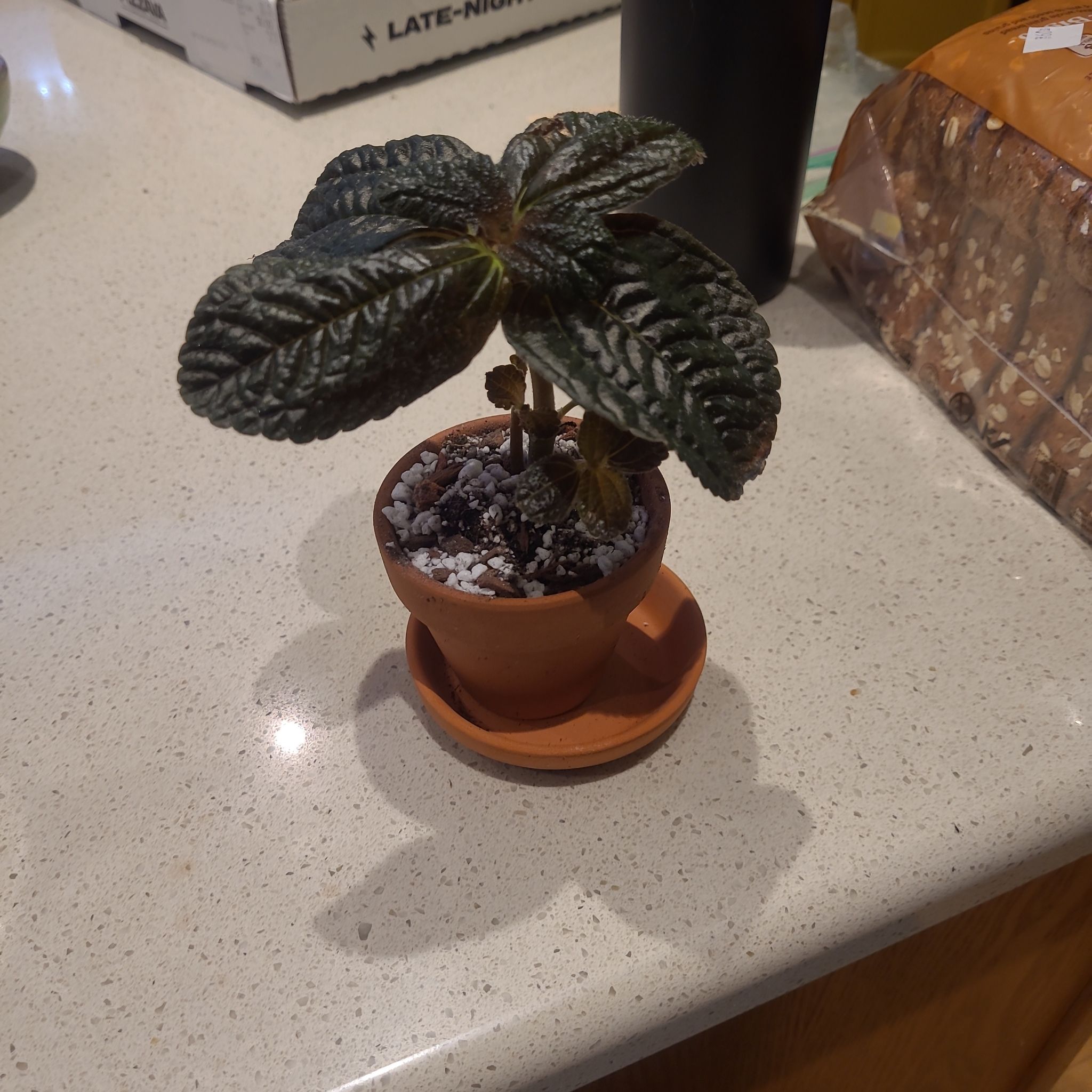 Photo of the plant species Pilea Spruceana by @FashionablePuka named Bruce (pilea spruceana) on Greg, the plant care app