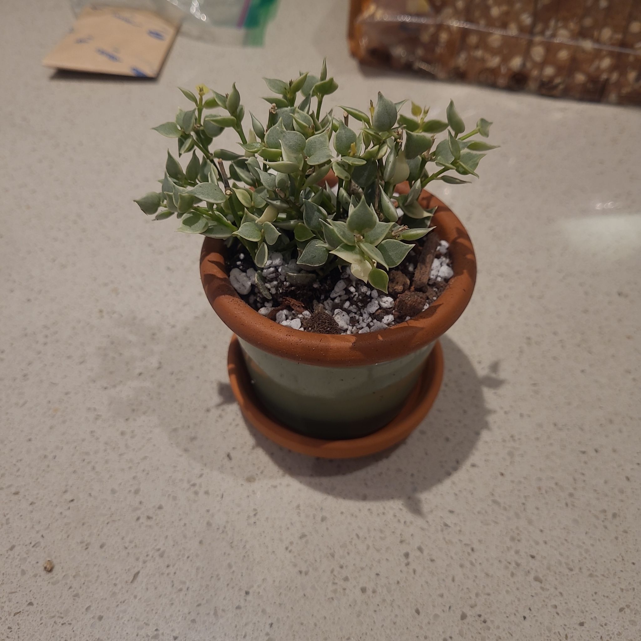 Photo of the plant species Million Hearts Dischidia by @FashionablePuka named Starla on Greg, the plant care app