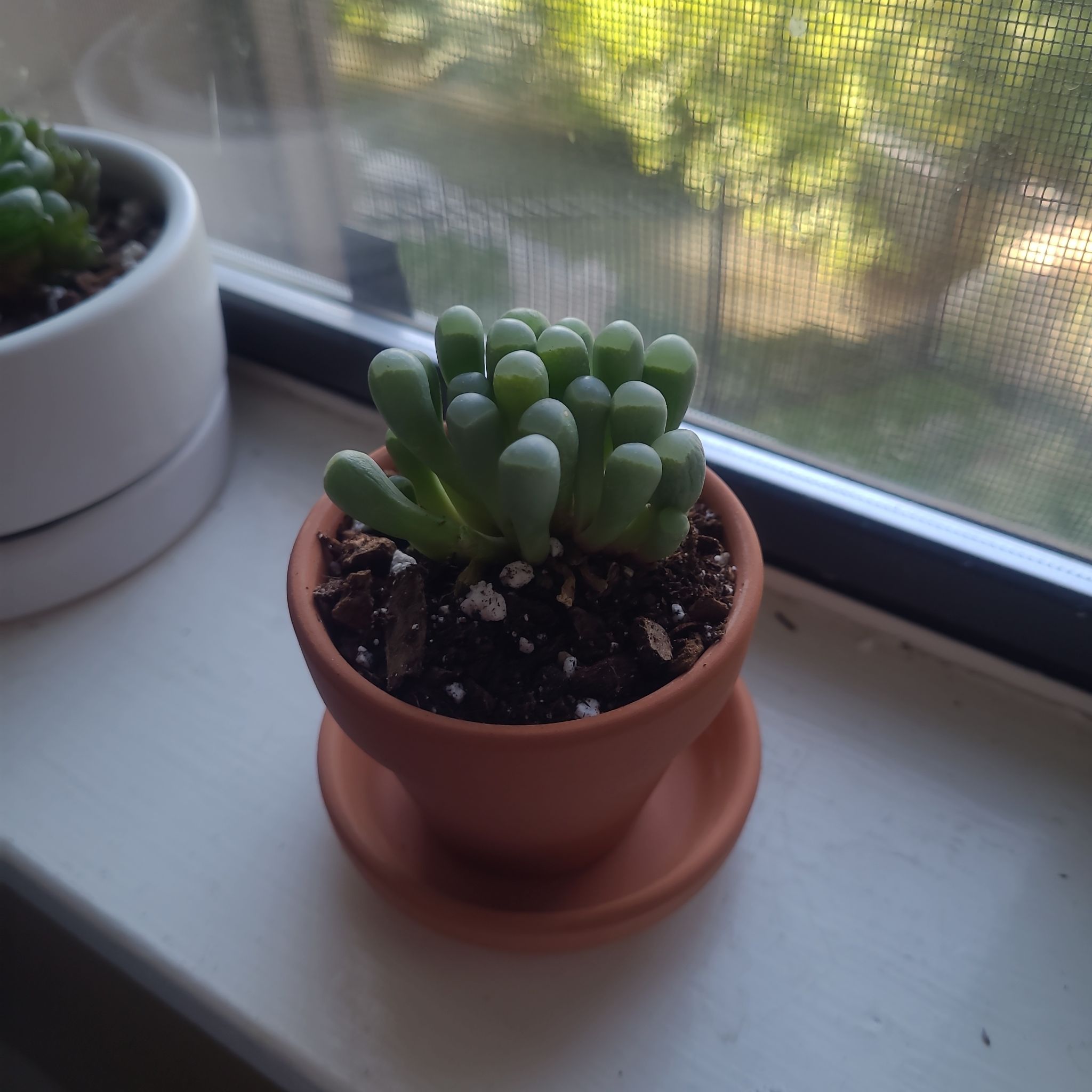 Photo of the plant species Baby Toes by @FashionablePuka named Toby on Greg, the plant care app