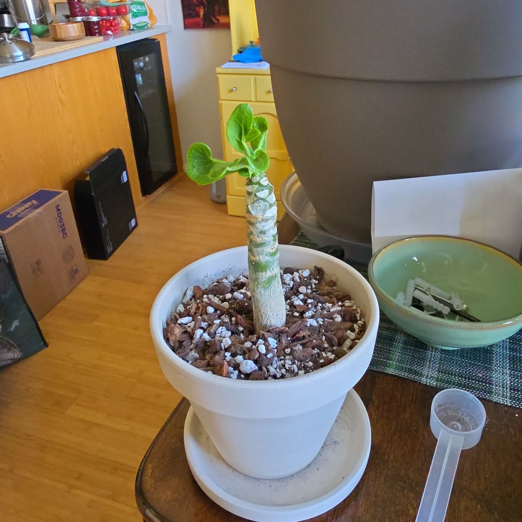 Photo of the plant species Hawaiian Palm by @FashionablePuka named Brigham (Brighamia insignis) on Greg, the plant care app