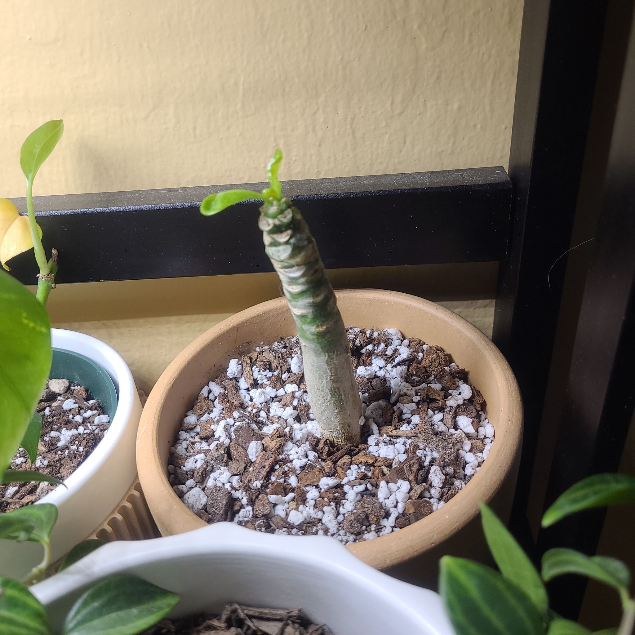 Photo of the plant species Alula by @FashionablePuka named Brigham (Brighamia insignis) on Greg, the plant care app