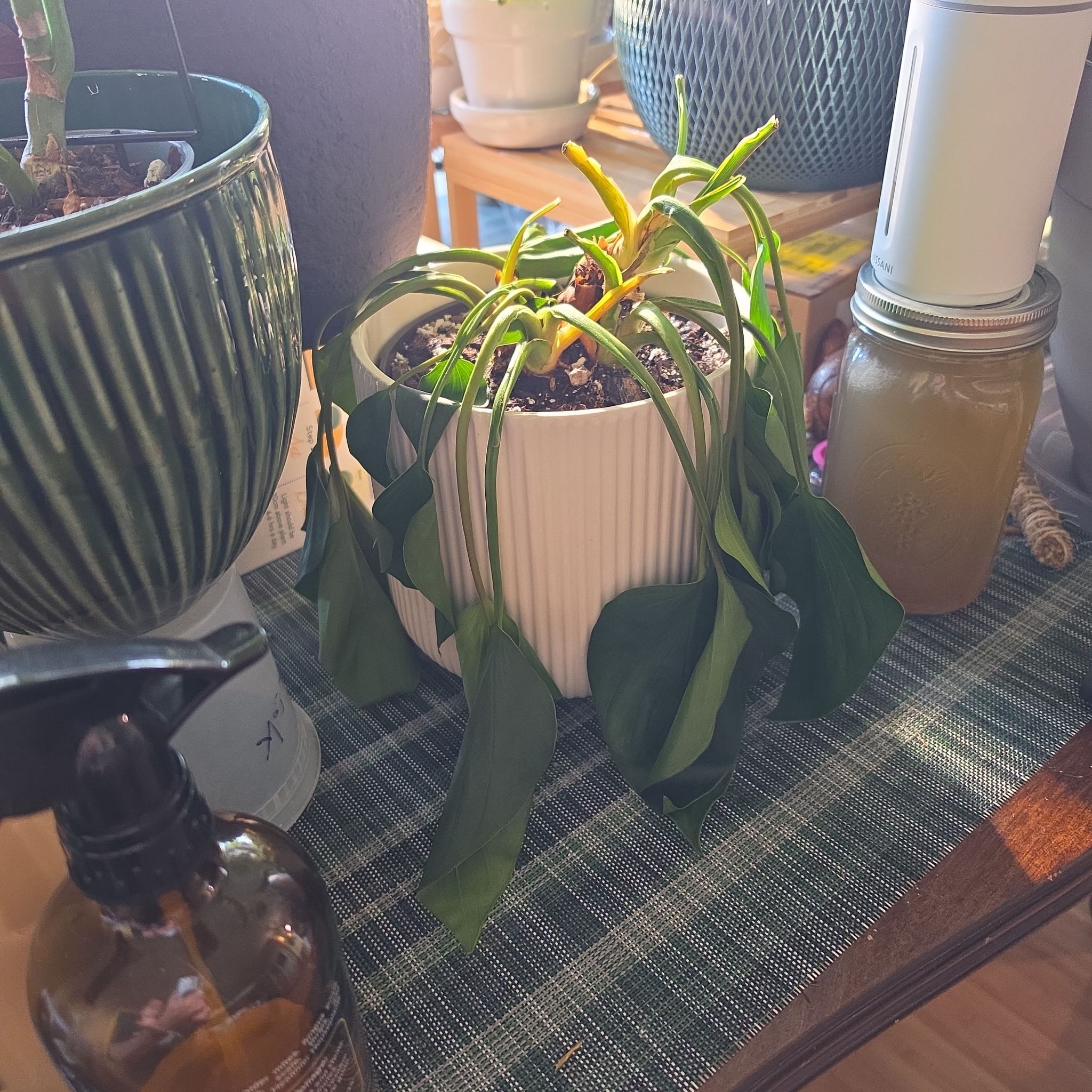 Photo of the plant species Homalomena 'Emerald Gem' by @FashionablePuka named Mena on Greg, the plant care app