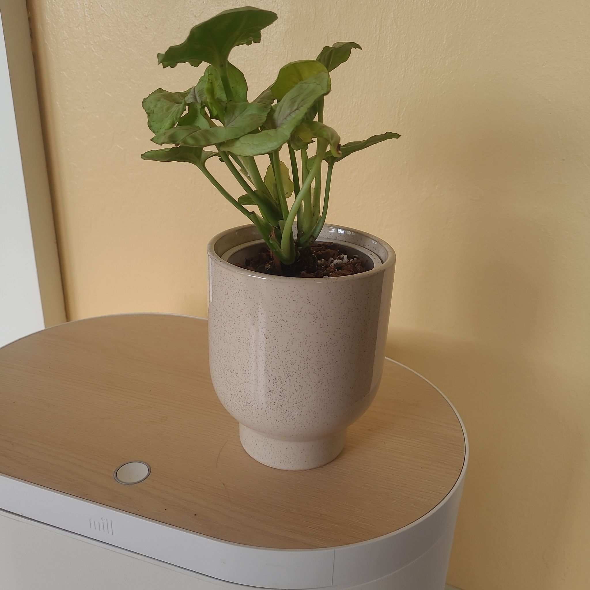 Photo of the plant species Berry Allusion Syngonium by @FashionablePuka named Berry on Greg, the plant care app