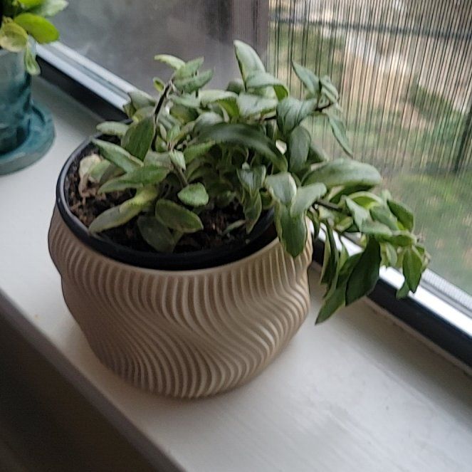 Photo of the plant species Bolero Bicolor Lipstick by @FashionablePuka named Libby on Greg, the plant care app