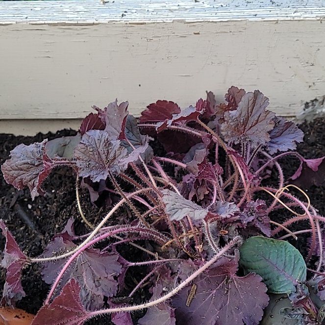 Photo of the plant species Coral Bells by @FashionablePuka named Coral Bells on Greg, the plant care app