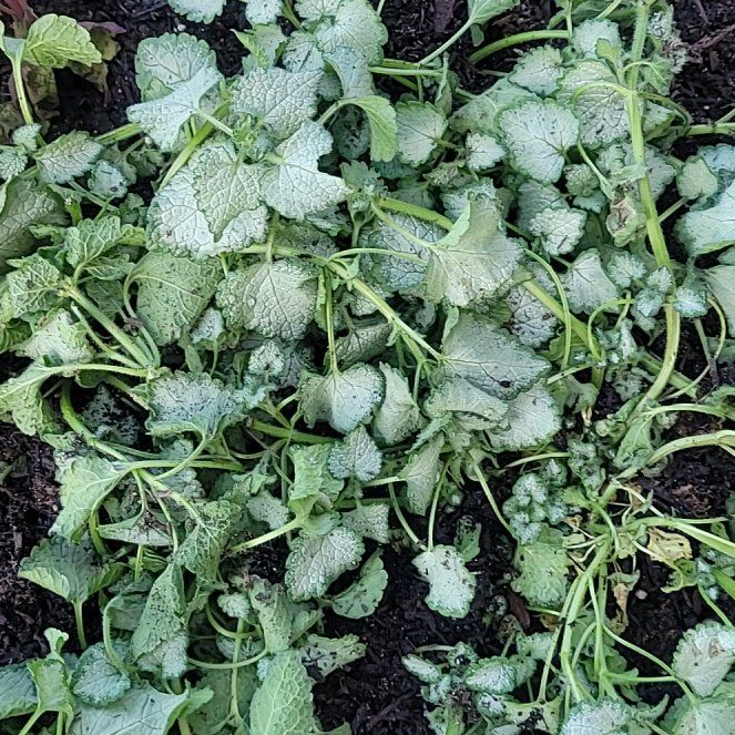 Photo of the plant species Spotted Deadnettle by @FashionablePuka named Lamium purple frost on Greg, the plant care app