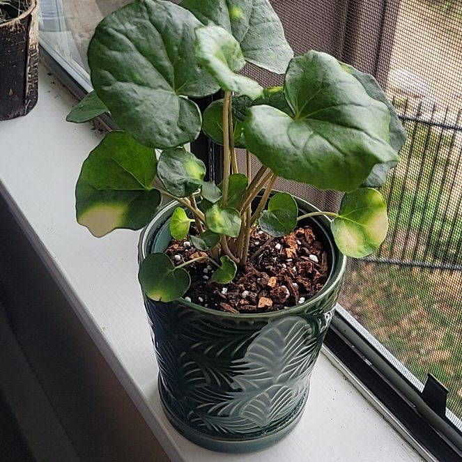 Photo of the plant species Leopard Plant by @FashionablePuka named Firefly on Greg, the plant care app