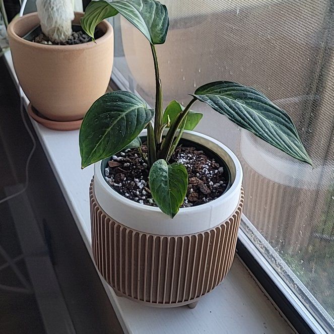 Photo of the plant species Xanthosoma Angel wings by @FashionablePuka named Xander on Greg, the plant care app