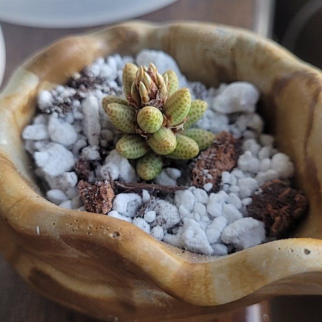 Photo of the plant species Swiss Mountain Pine by @FashionablePuka named Mugo on Greg, the plant care app