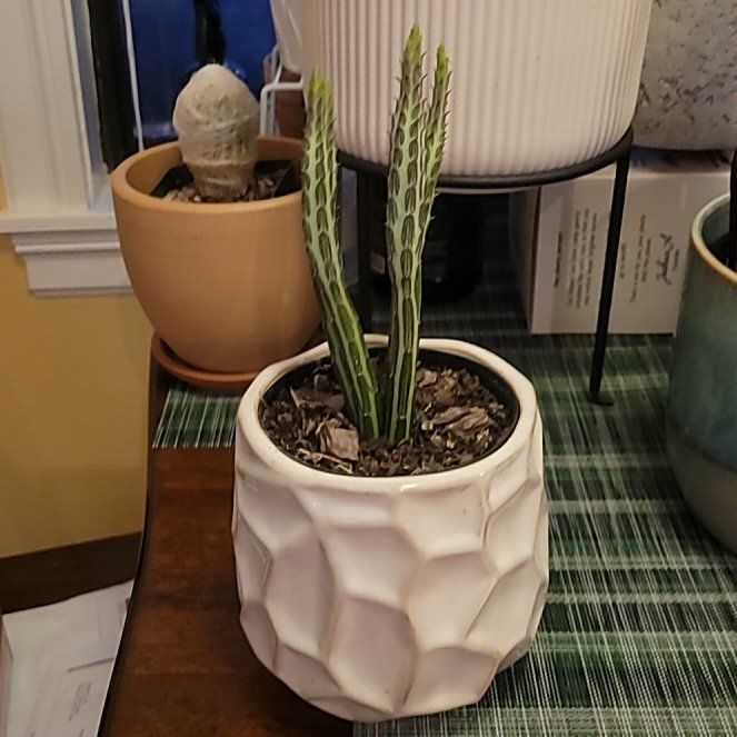 Photo of the plant species Pickle Plant by @FashionablePuka named Neil on Greg, the plant care app