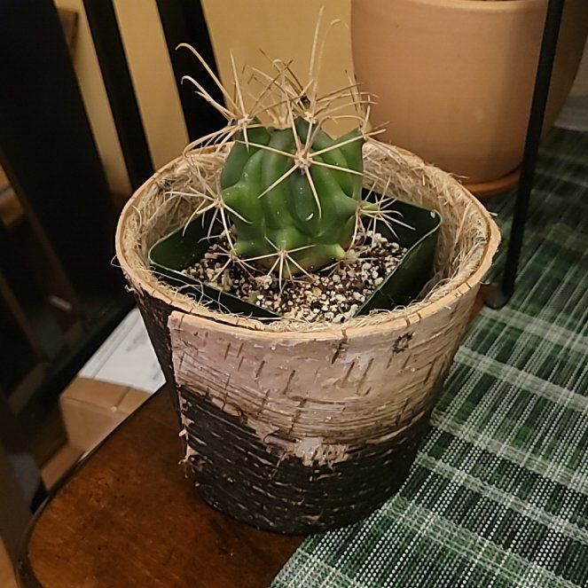 Photo of the plant species Ferocactus Wislizeni by @FashionablePuka named Prickly on Greg, the plant care app