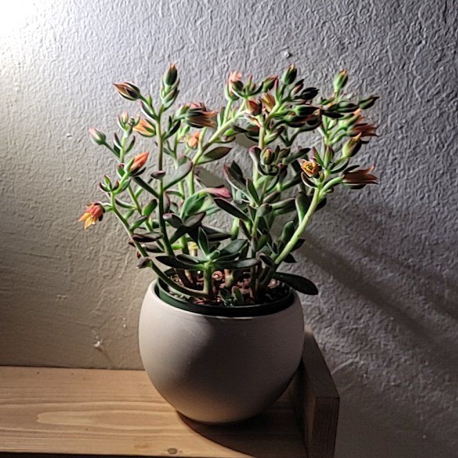 Photo of the plant species Ruby Slippers by @FashionablePuka named Velvet on Greg, the plant care app