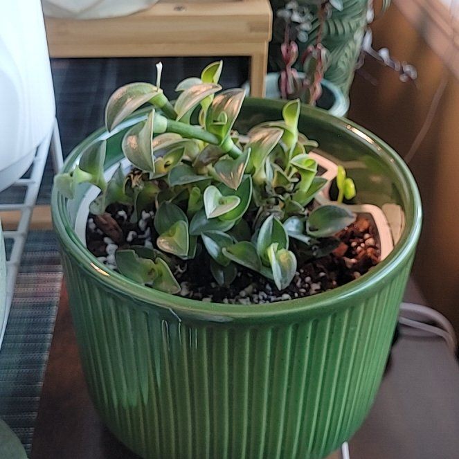 Photo of the plant species Chain Plant by @FashionablePuka named Navi (Callisia Navicularis) on Greg, the plant care app