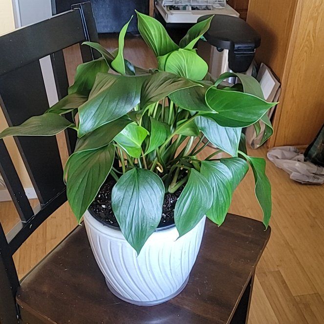 Photo of the plant species Homalomena 'Emerald Gem' by @FashionablePuka named Mena on Greg, the plant care app