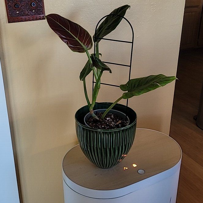 Photo of the plant species Philodendron subhastatum by @FashionablePuka named Spinderella on Greg, the plant care app