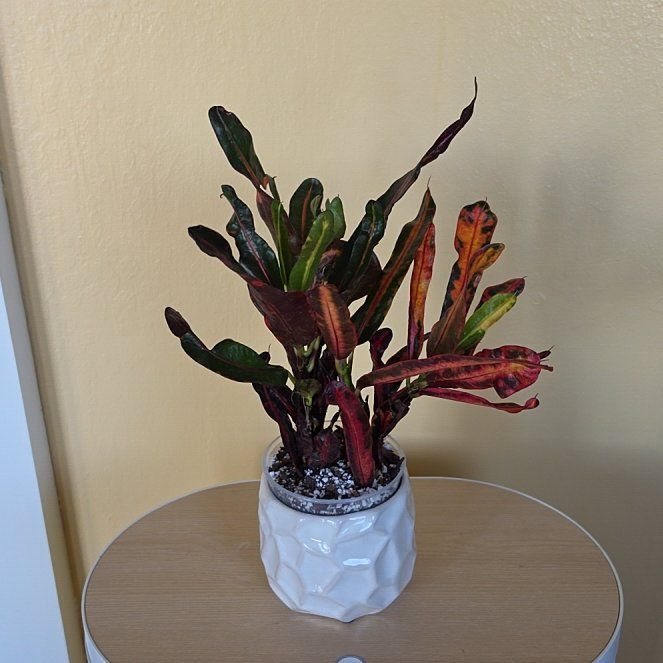 Photo of the plant species Bush on Fire Croton by @FashionablePuka named Crosby/Crowley on Greg, the plant care app