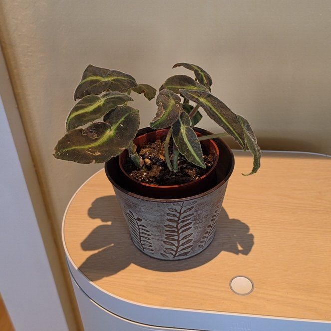Photo of the plant species Striped Begonia by @FashionablePuka named Lisey on Greg, the plant care app