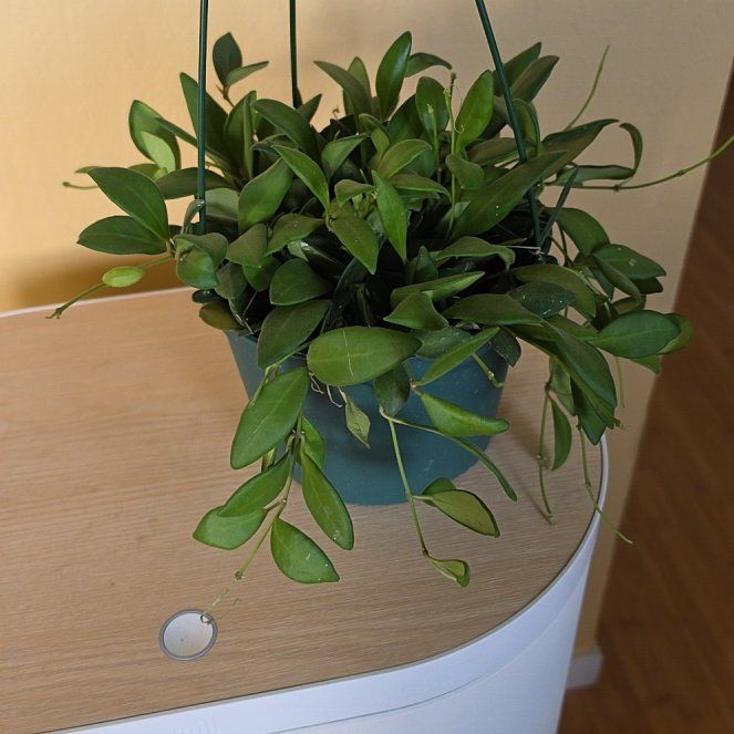 Photo of the plant species Hoya 'Burtoniae' by @FashionablePuka named Bernice on Greg, the plant care app
