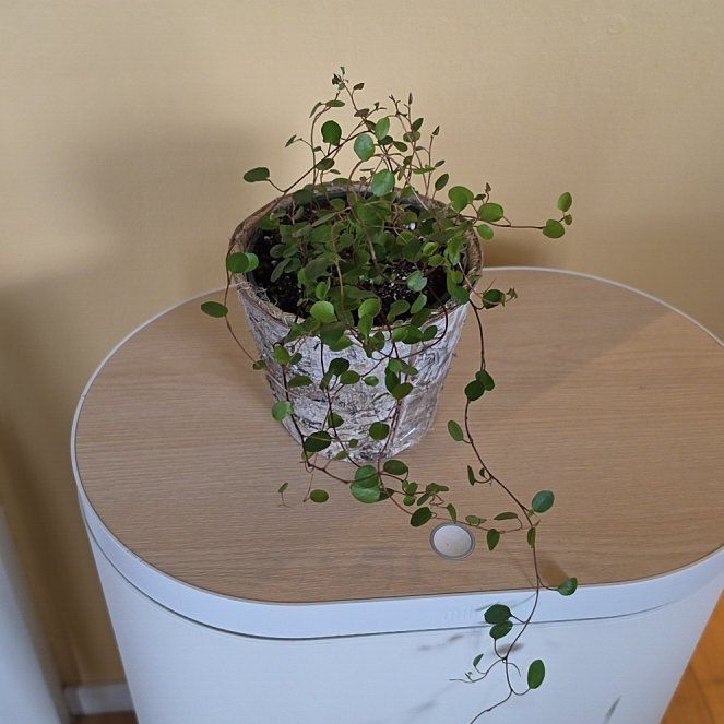 Photo of the plant species Sprawling Wirevine by @FashionablePuka named Angel (Angel vine) on Greg, the plant care app
