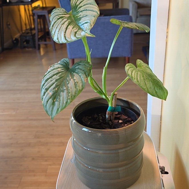 Photo of the plant species Philodendron 'Silver Cloud' by @FashionablePuka named Sisi on Greg, the plant care app