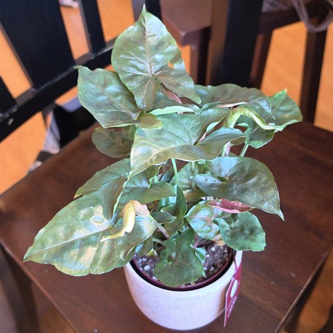 Photo of the plant species Syngonium 'Maria Allusion' by @FashionablePuka named Maria on Greg, the plant care app