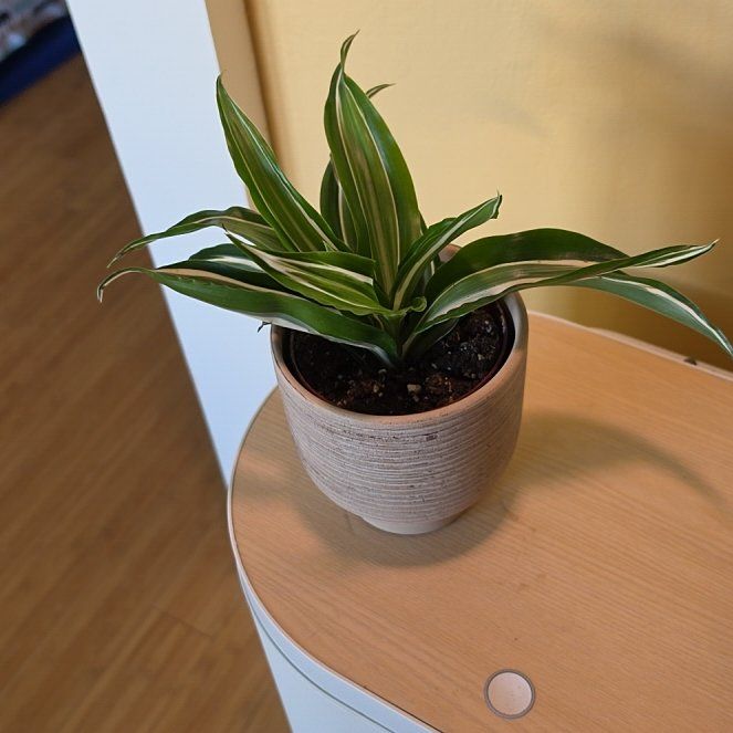 Photo of the plant species White Jewel Dracaena by @FashionablePuka named Delilah on Greg, the plant care app