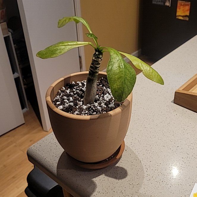 Photo of the plant species Brighamia Insignis by @FashionablePuka named Brigham (Brighamia insignis) on Greg, the plant care app