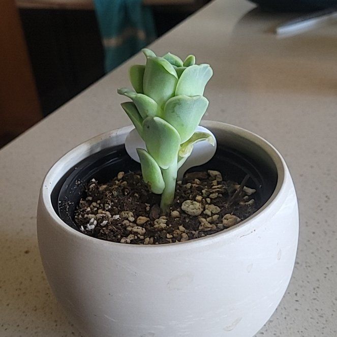 Photo of the plant species Graptoveria 'Lovely Rose' by @FashionablePuka named Rose on Greg, the plant care app