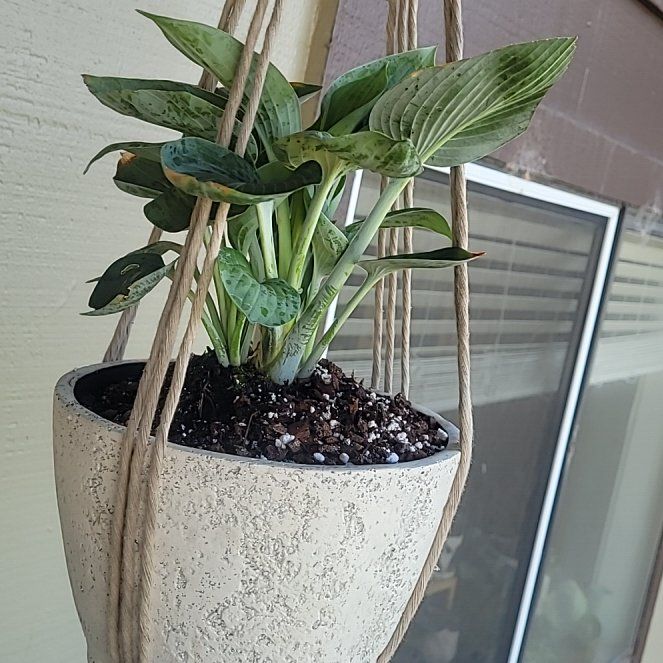 Photo of the plant species Hosta 'Hadspen Blue' by @FashionablePuka named Haddie on Greg, the plant care app