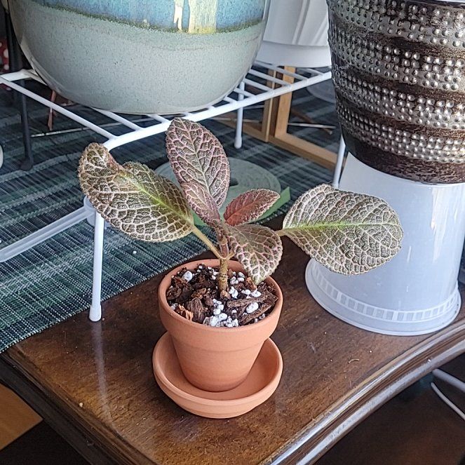 Photo of the plant species Flame Violet by @FashionablePuka named Flavia on Greg, the plant care app