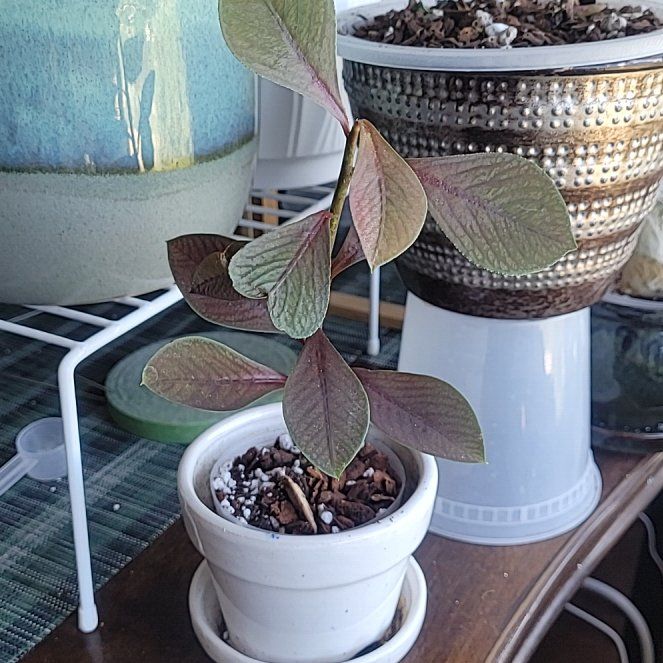 Photo of the plant species African Milk Bush by @FashionablePuka named Al on Greg, the plant care app