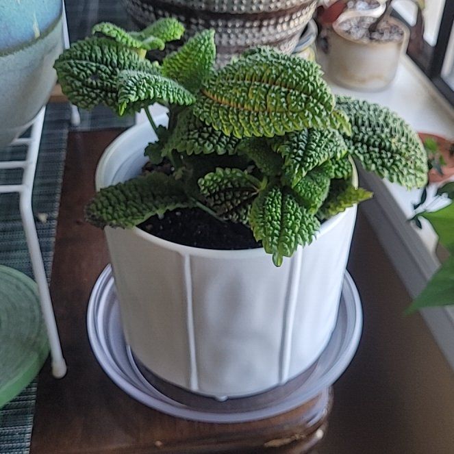 Photo of the plant species Pilea 'Moon Valley' by @FashionablePuka named Muna on Greg, the plant care app