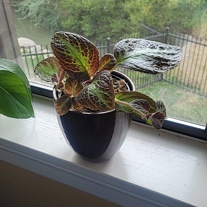 Photo of the plant species Flame Violet by @FashionablePuka named Violet on Greg, the plant care app