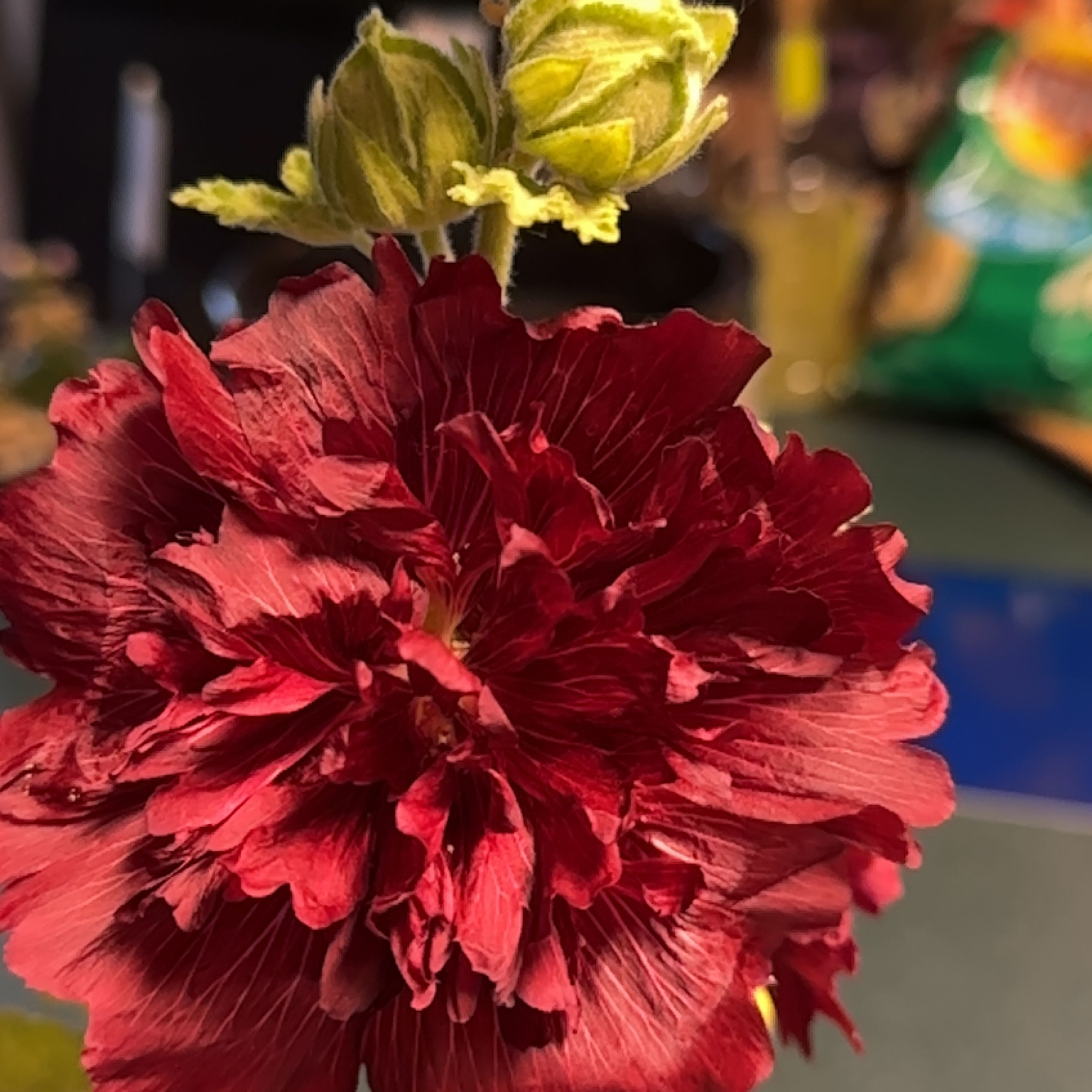 Close-up of a healthy, vibrant red Hollyhock flower in bloom.